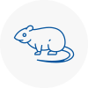 Rat Control Nantwich