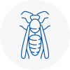 Nantwich Wasp Nest Removal